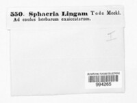 Leptosphaeria maculans image